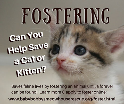 Fostering Cats